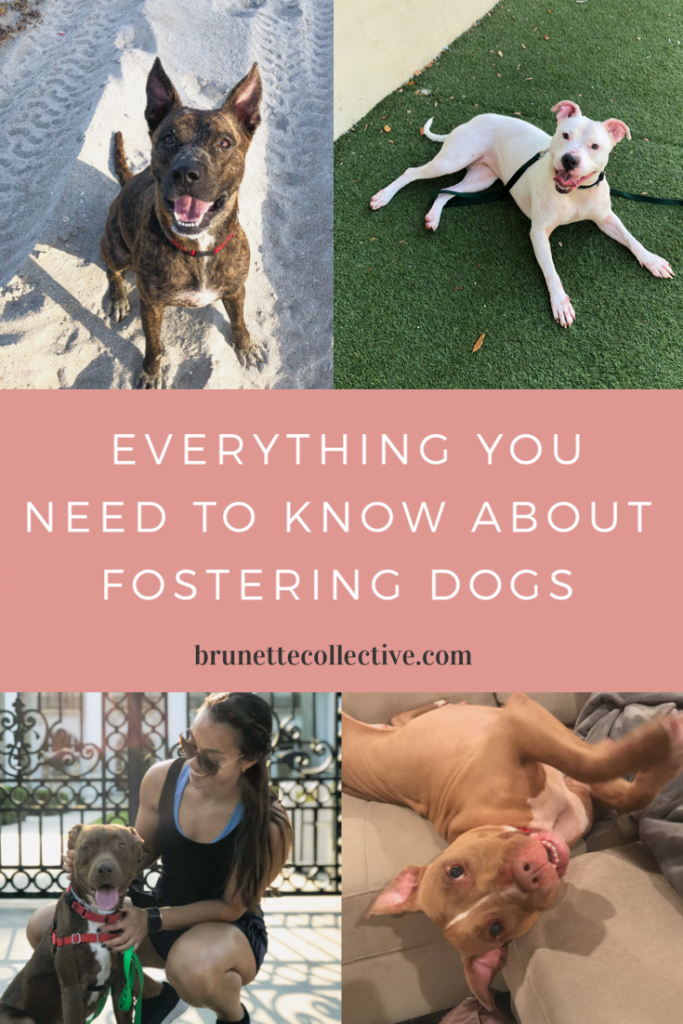 pinterest pin, everything you need to know about fostering