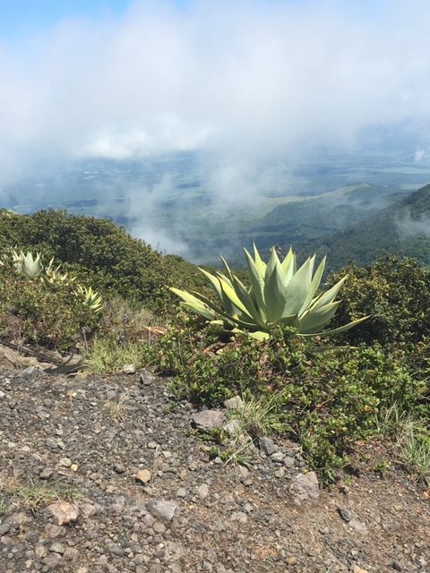 views from santa ana volcano